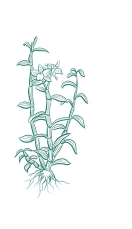 中药石斛元素线稿