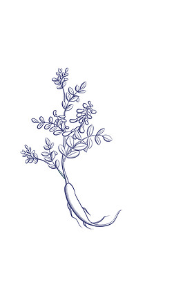 中药黄芪元素线稿