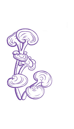 中药灵芝元素线稿