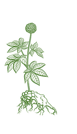 中药三七元素线稿