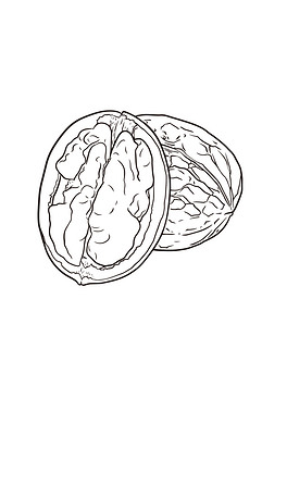 核桃种子简笔画图片