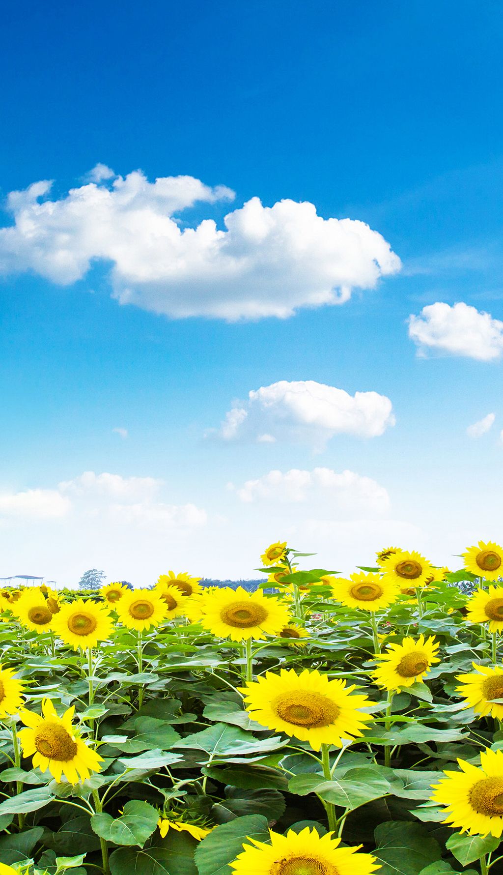 27602304商业用途发布日期:2022-08-14 18:43:01原创向日葵-版权可