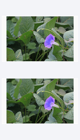 紫色的花摄影图
