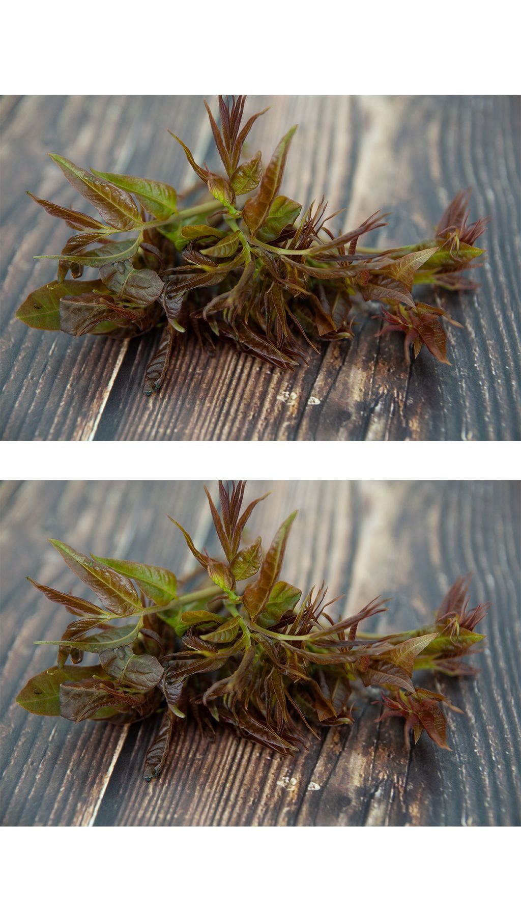 高档保健野生木本蔬菜——香椿