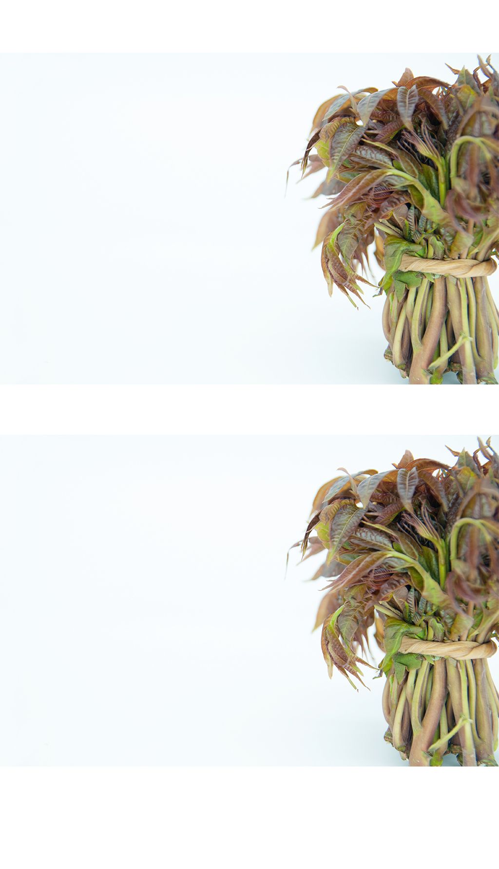 高档保健野生木本蔬菜——香椿