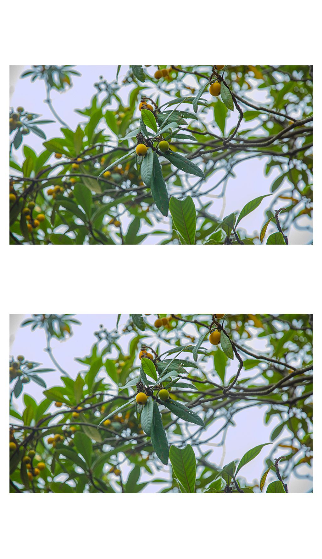 苏州园林一角枇杷树素材简介我图网提供苏州园林一角枇杷树下载,您