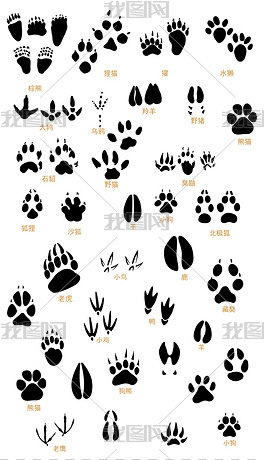 动物足迹