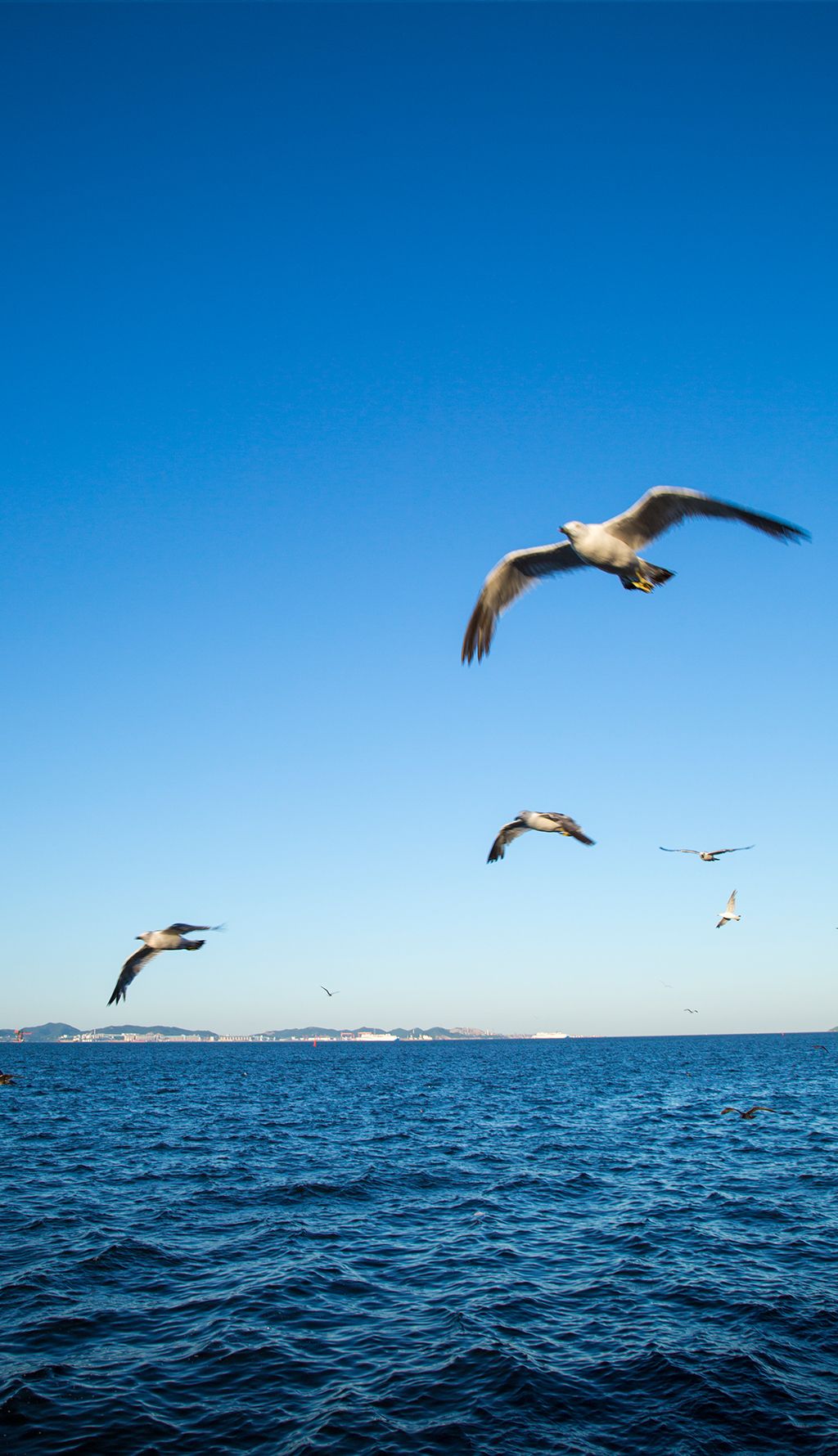大连自然风景海景海水海鸥海鸟大海摄影图下载-编号27615799-自然风景