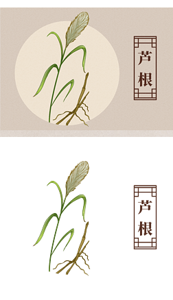 中药材芦根药材插画