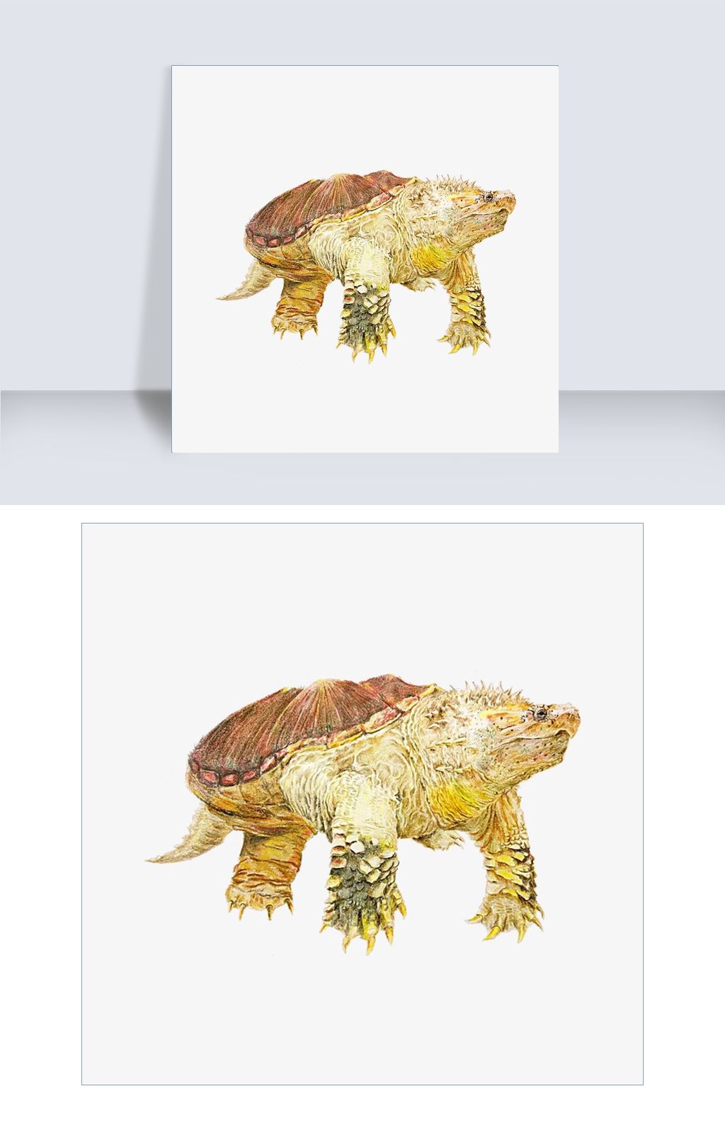 手绘彩绘鳄龟佛鳄