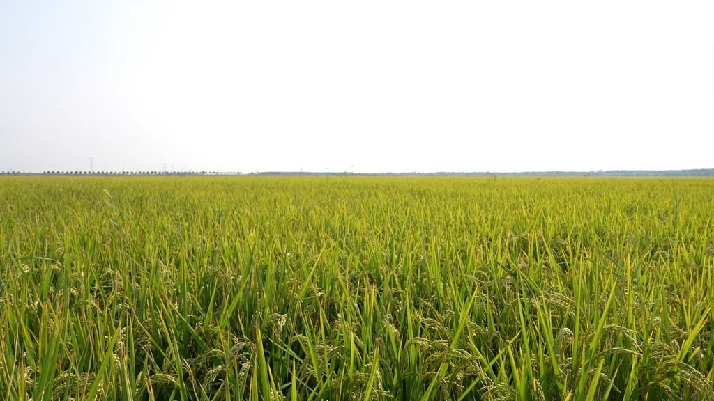 小站稻稻田全景2