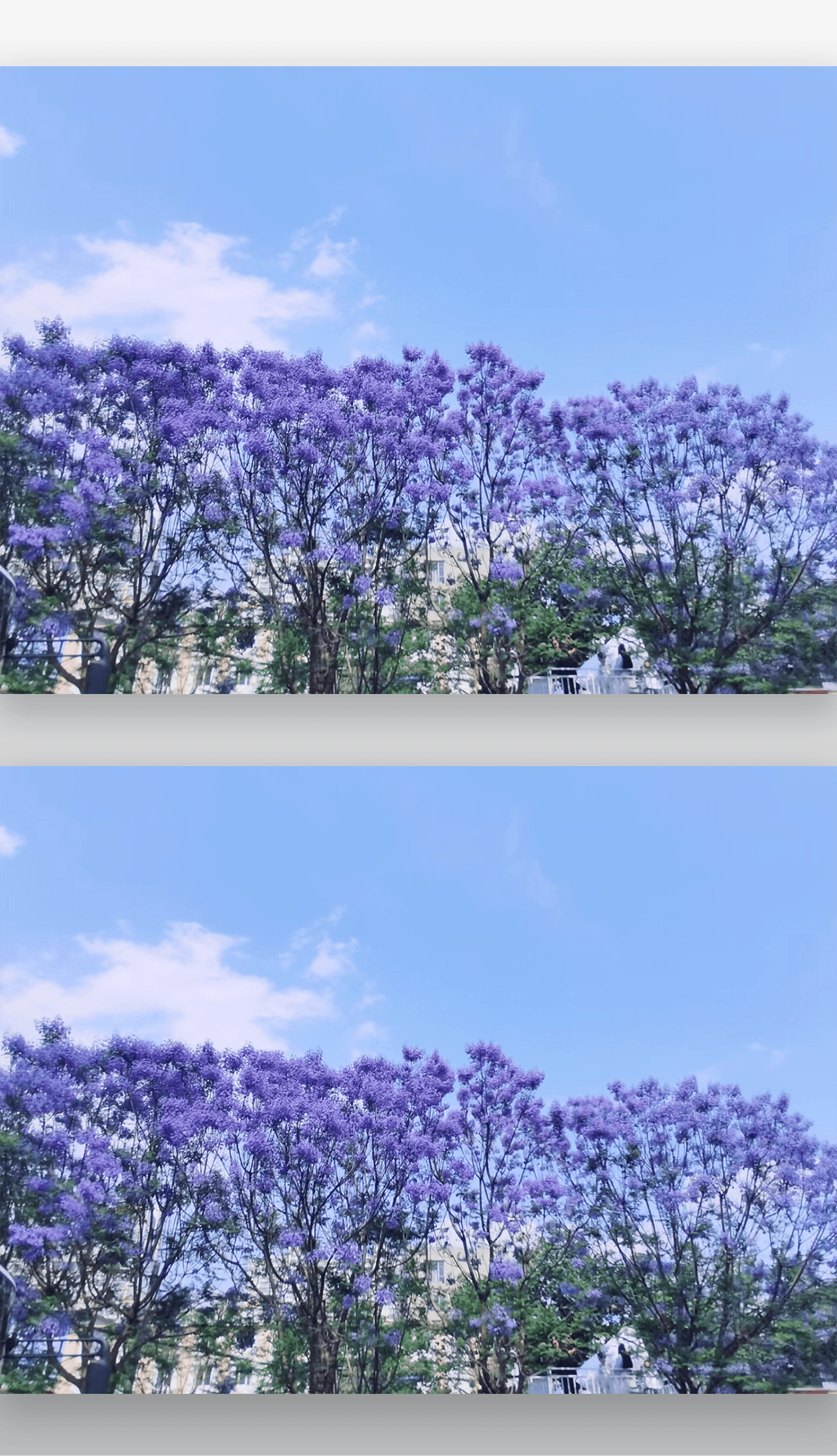 小清新蓝花楹花卉植物天空摄影图