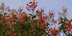 秋天红色树木花仰拍