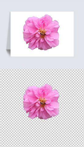 粉色玫瑰花透明背景免扣png图电商可用素