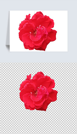 大红唯美玫瑰花免扣透明背景图电商可用素材