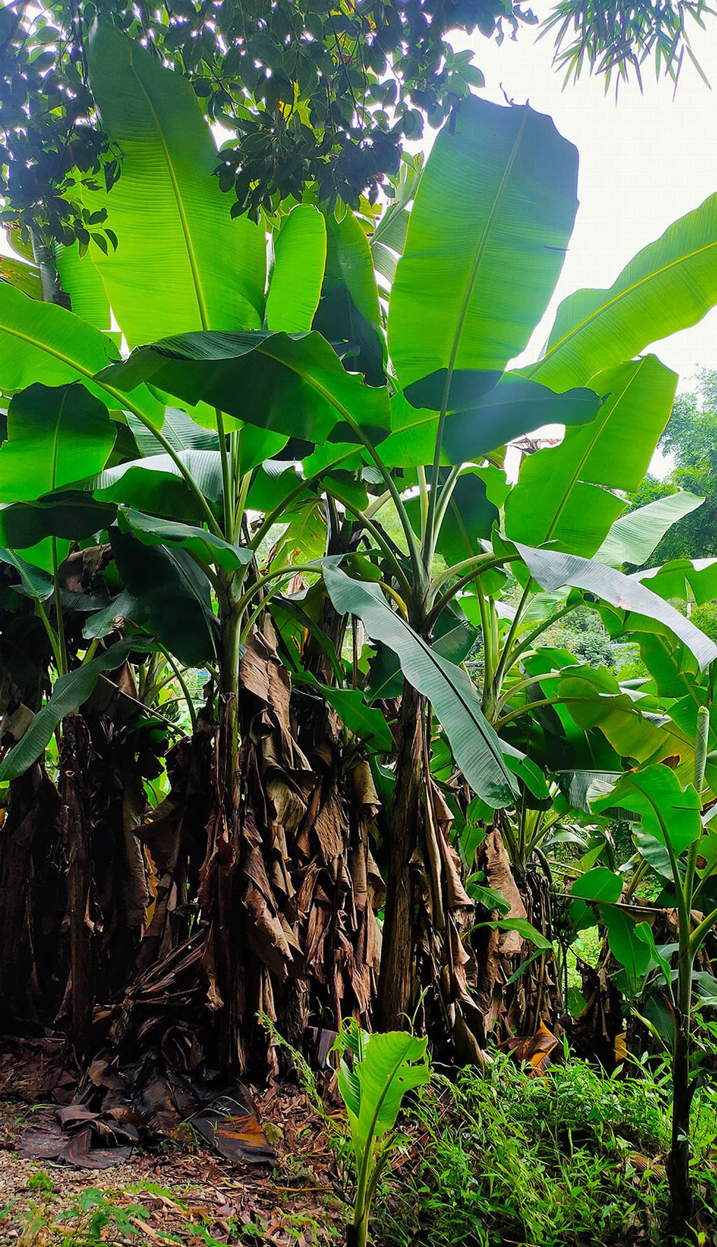 芭蕉叶之美自然景色摄像图素材简介我图网提供芭蕉叶之美自然景色摄像