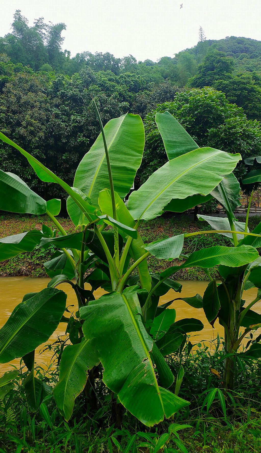 芭蕉树自然景色摄像图下载-编号27669820-自然风景-我图网