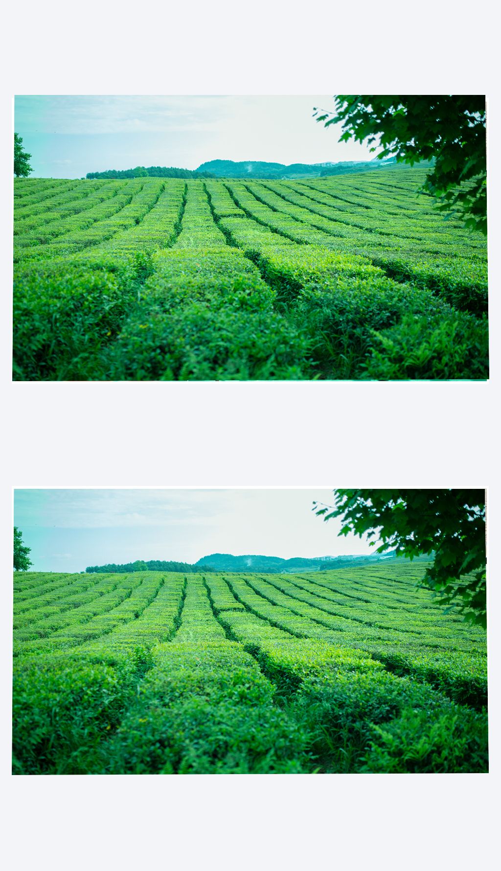 清新绿色自然风景茶叶茶场唯美