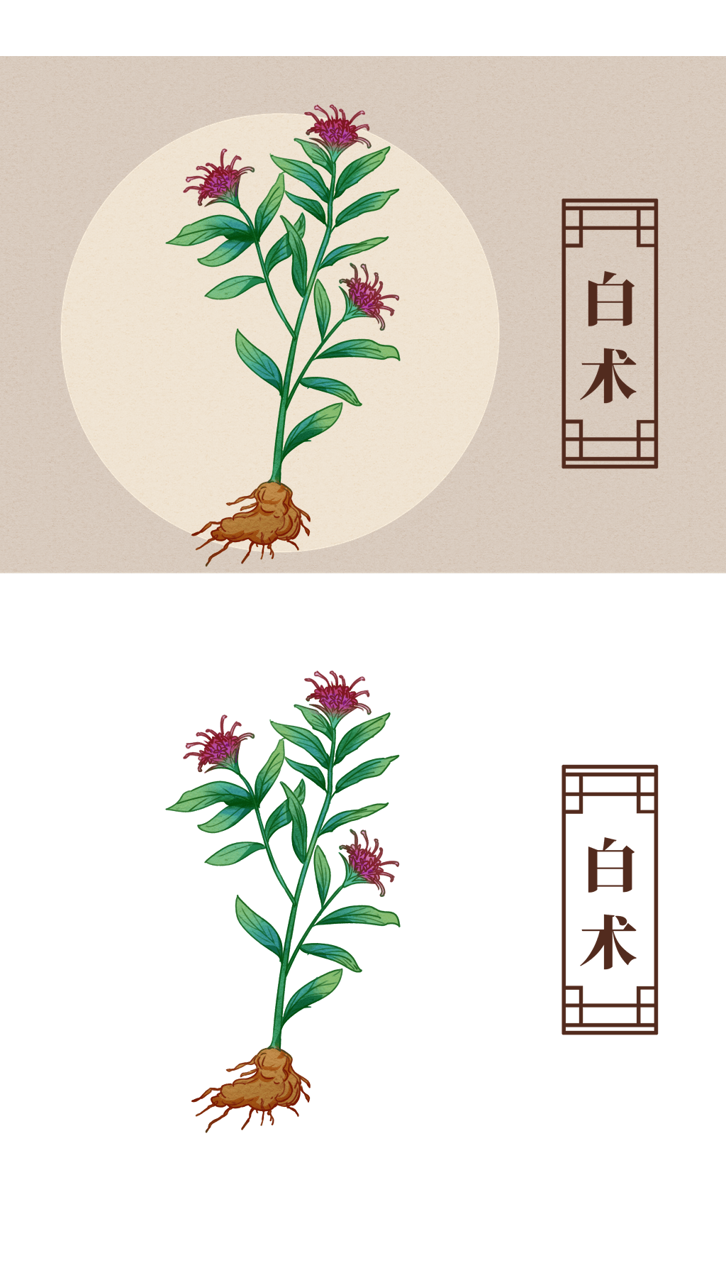 中药材白术药材插画
