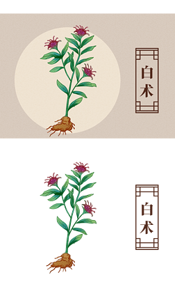 中药材白术药材插画