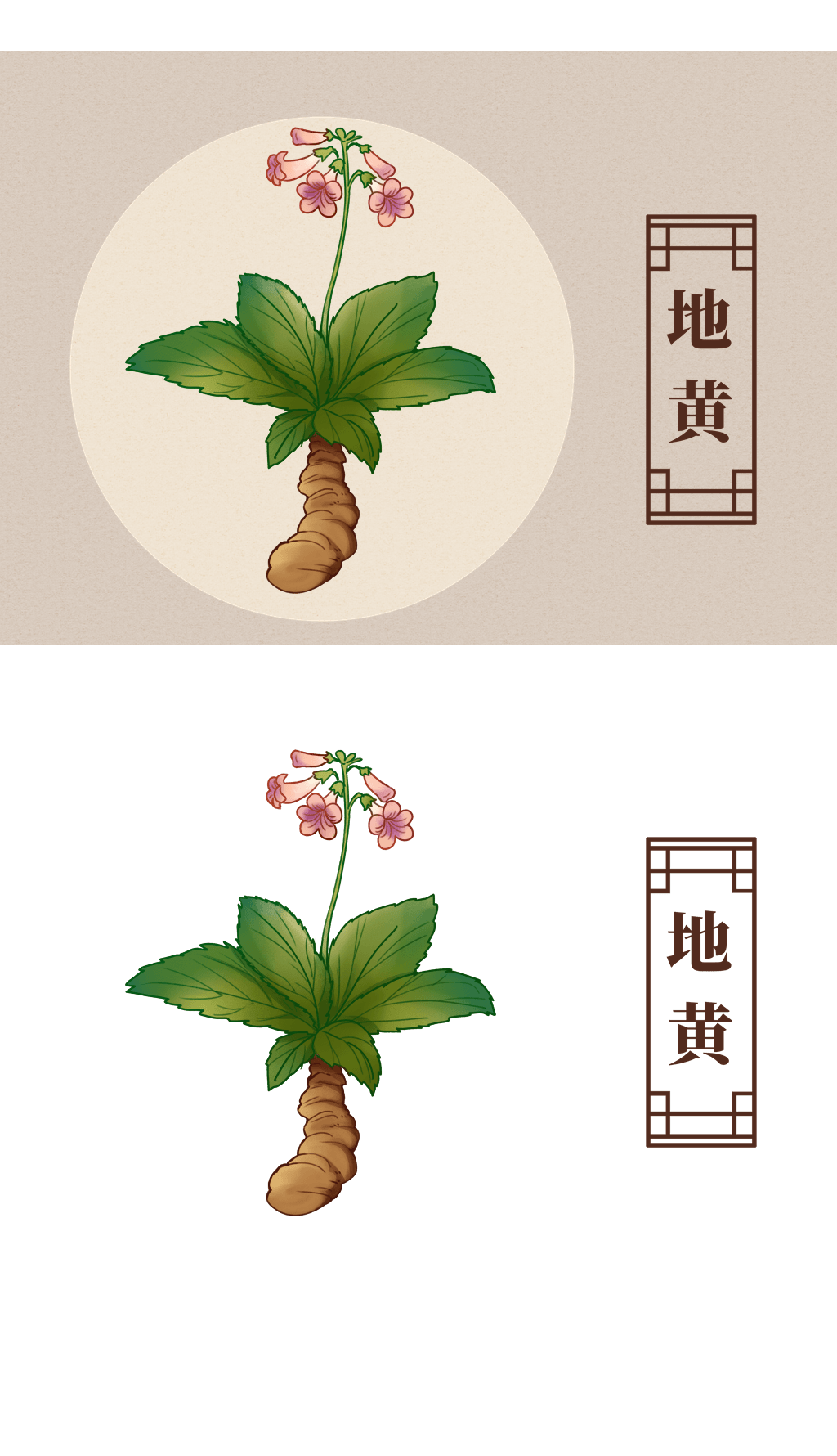 中药材地黄药材插画