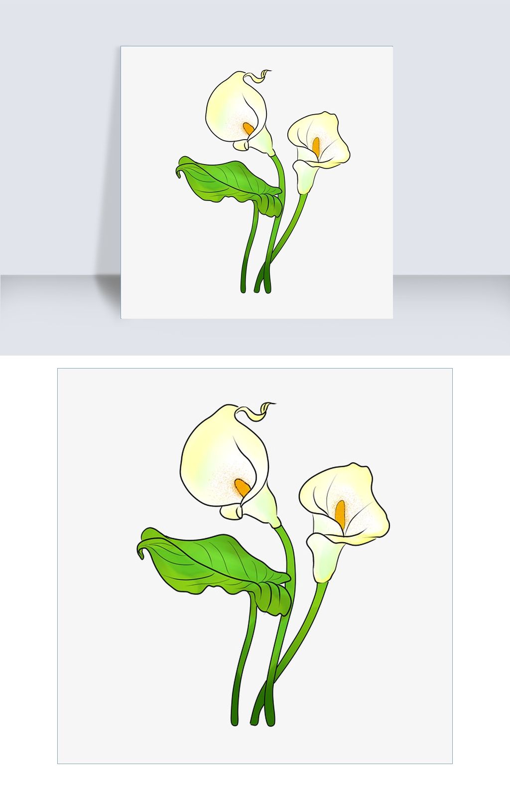 白色的马蹄莲插画