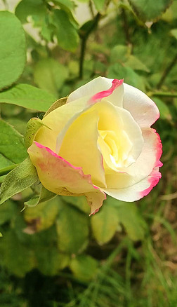 白色唯美玫瑰花绽放素材