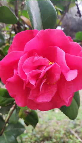一朵盛开中的粉色玫瑰花素材背景图