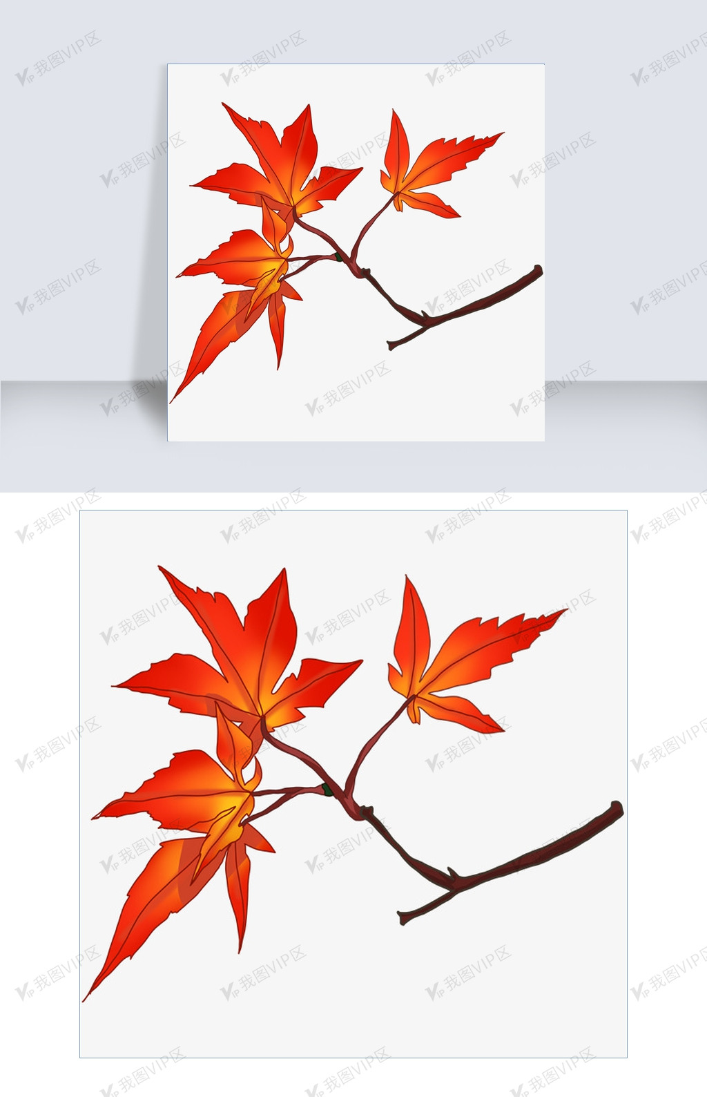 手绘枫树枝红叶插画