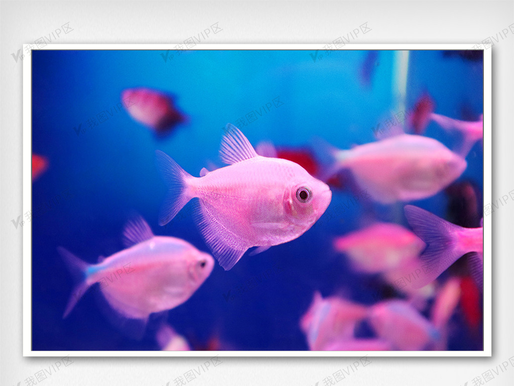 鱼缸里游动的粉色的小鱼