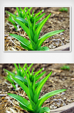 绿色生机图专题模板-绿色生机图图片素材下载-我图网