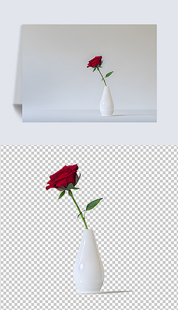 玫瑰花盆栽瓷瓶简约创意摄影图免抠元素
