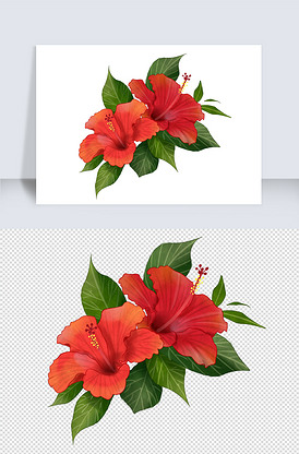 红色艳丽美丽扶桑花绿叶花卉元素