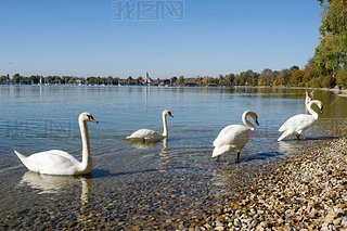 ¹Ľܱ߻ķ(Chiemsee)