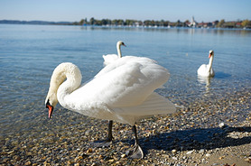 ¹Ľܱ߻ķ(Chiemsee)