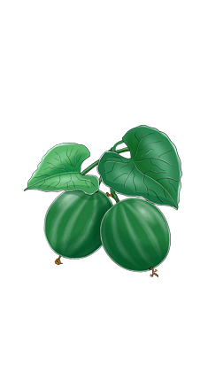 果花图片插画|罗汉果