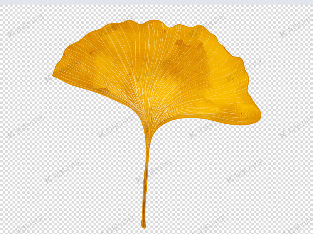 银杏叶图片图片素材(psd分层格式)免费下载_树叶大全-我图网