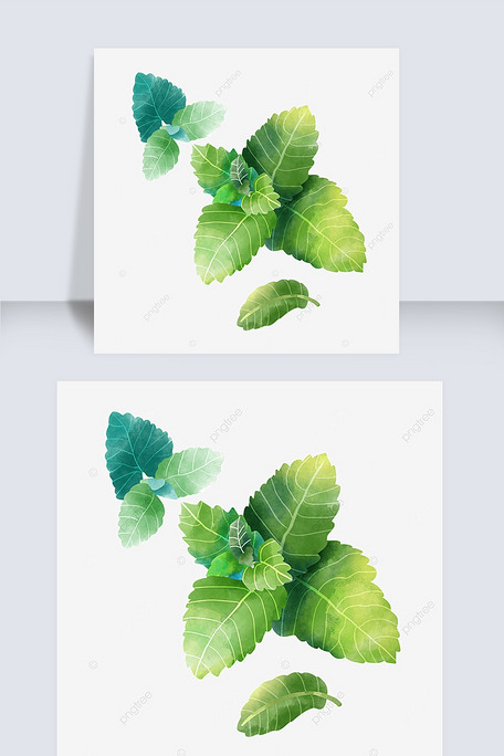 水彩植物叶子薄荷唇形科绿色