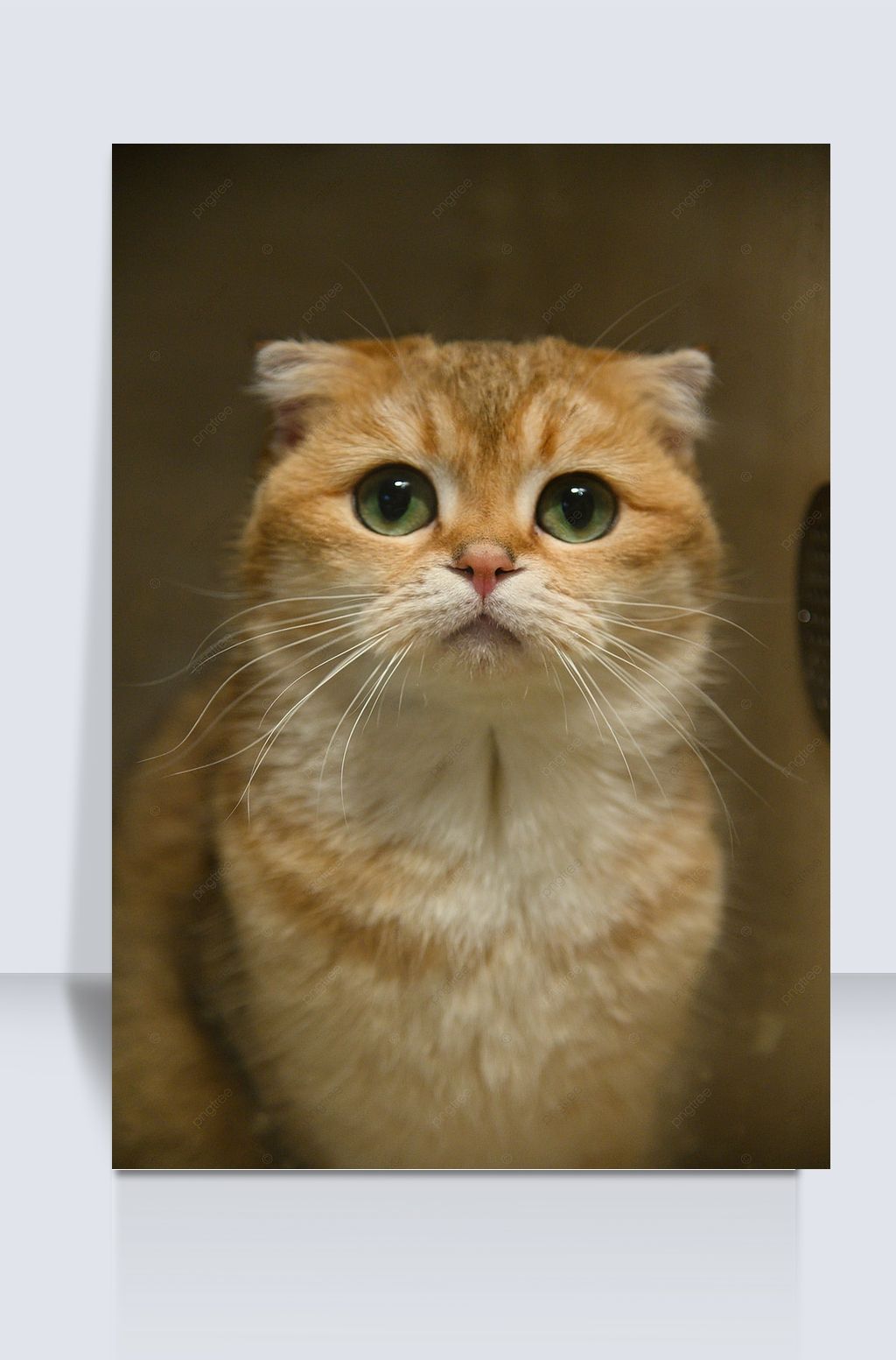 黄色精神英国短毛小猫