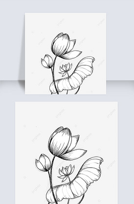 为绽放的莲花花苞黑白素描