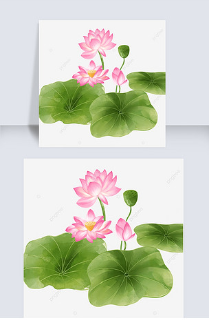 水彩绘画莲花叶子在水莲花莲花