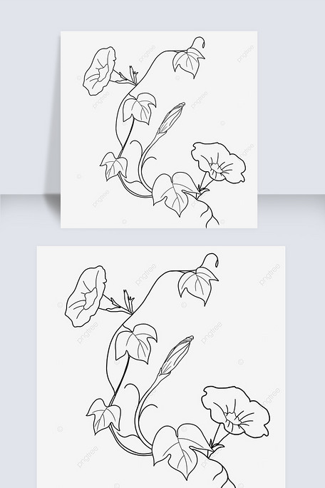 路边牵牛花藤蔓花卉线条画