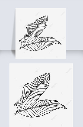 黑白线条叶子线稿热带植物花卉