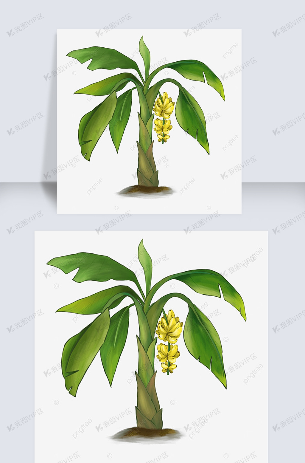 丛林里的香蕉树剪贴画