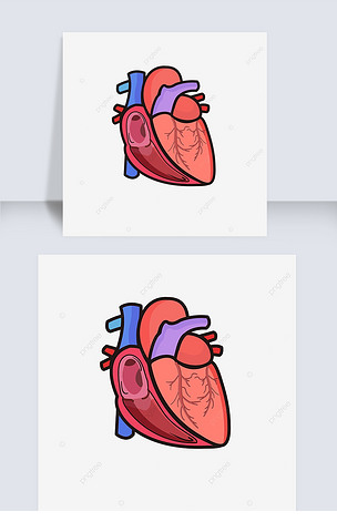 左心房左心室冠狀面真實心臟剪貼畫