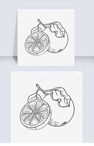 切半整棵水果橙子剪贴画黑白
