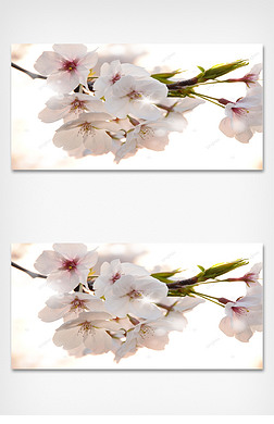 浪漫唯美的日本樱花光效壁纸