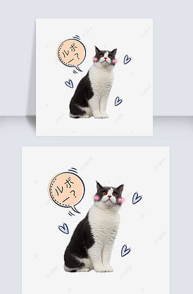 想我了吗萌猫可爱