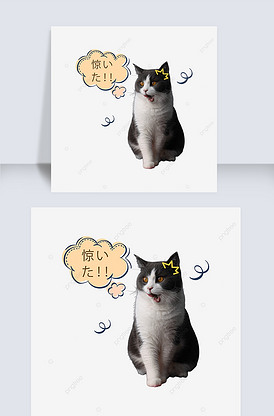 吃惊的猫英短蓝白表情包