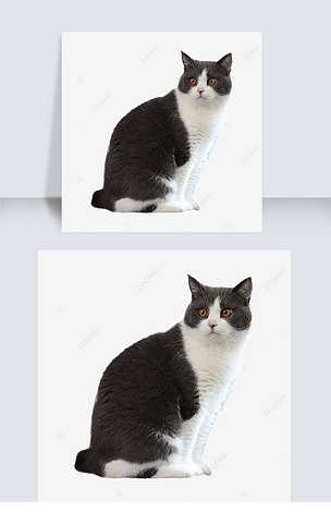 黑白色英国短毛猫